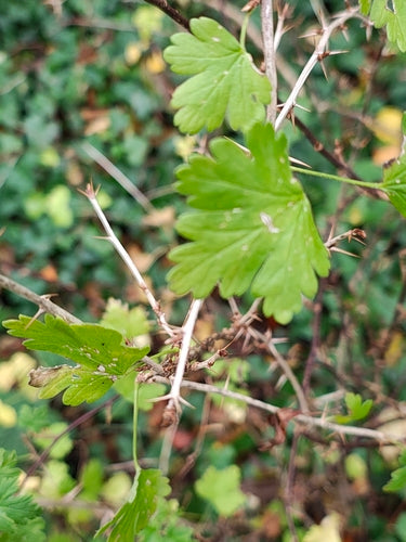 Naturaufnahme - Bild 5