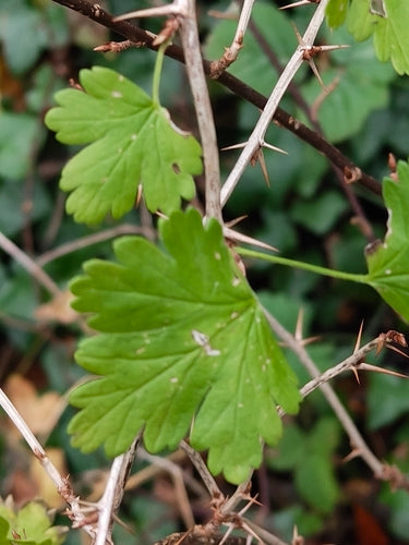 Naturaufnahme - Bild 6