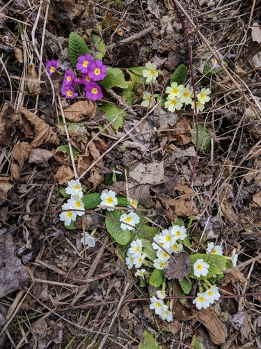 Primula senza stelo — Bild 3