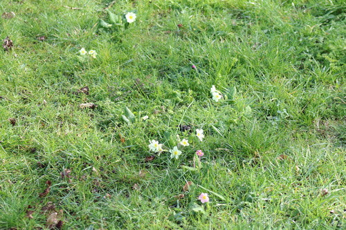 Primula senza stelo — Bild 4