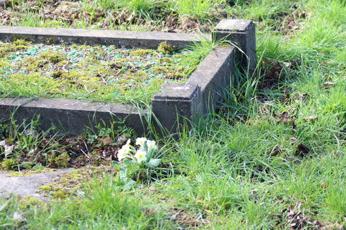 Primula senza stelo — Bild 5