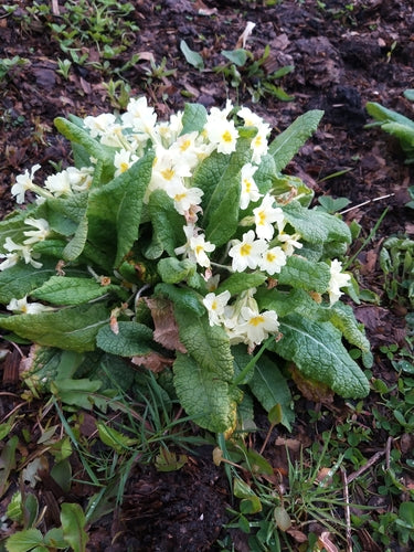 Primula senza stelo — Bild 2