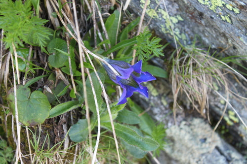 Genziana senza stelo — Bild 5