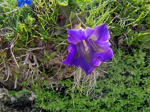 Genziana senza stelo — Bild 4