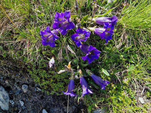 Genziana senza stelo — Bild 3