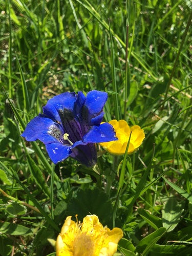 Genziana senza stelo — Bild 2