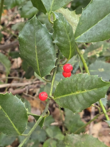 Agrifoglio — Bild 4