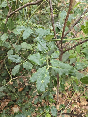 Agrifoglio — Bild 3