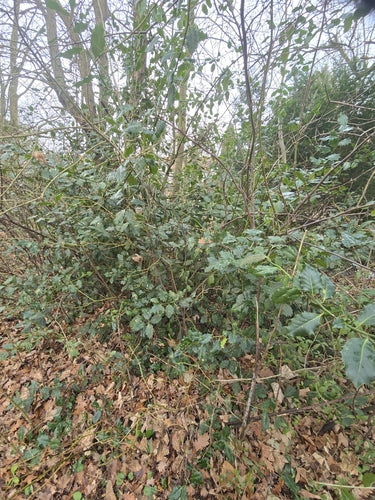 Agrifoglio — Bild 2
