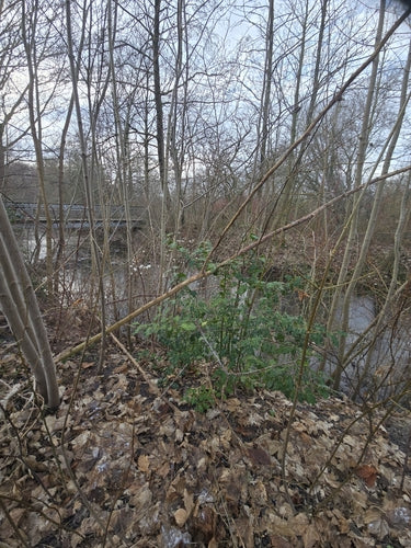 Agrifoglio — Bild 4