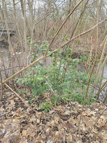 Agrifoglio — Bild 5