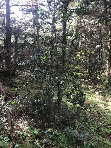 Agrifoglio — Bild 1