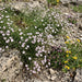 Steinbrech-Felsennelke (Petrorhagia saxifraga) in Blüte im naturnahen Garten (KI-generiert)