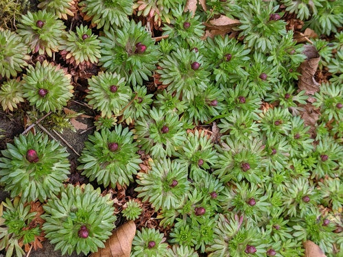 Sassifraga — Bild 4
