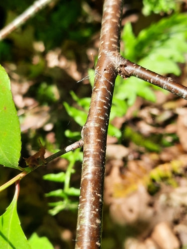 Albero da frutto con nocciolo (genere) — Bild 3