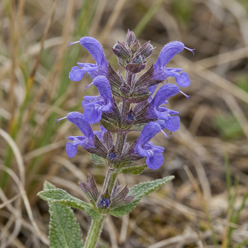 Salvia delle steppe
