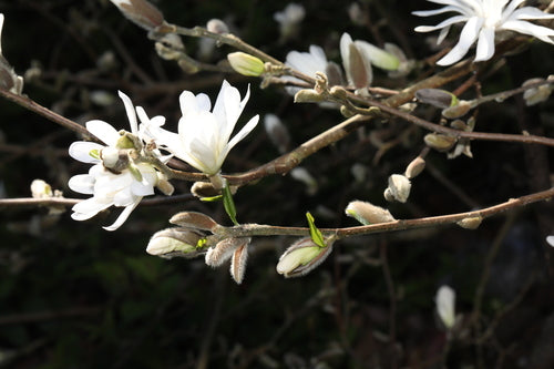 Stella Magnolia — Bild 3