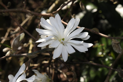 Stella Magnolia — Bild 2