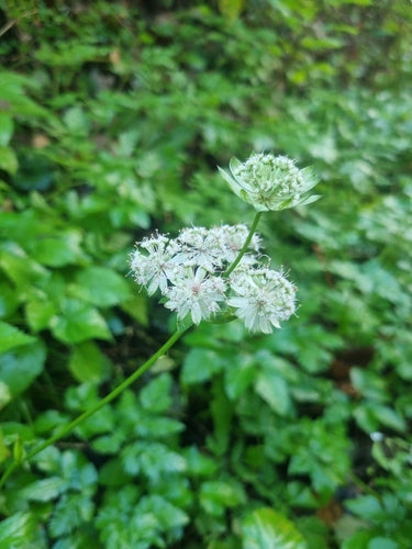 Ombrella di stelle — Bild 3