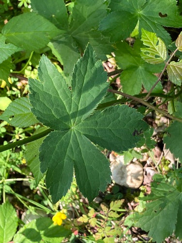Ombrella di stelle — Bild 4