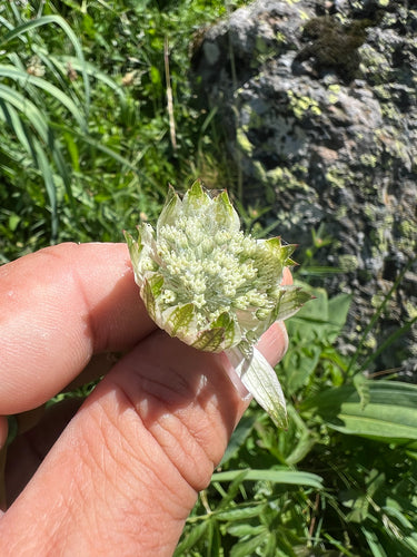 Ombrella di stelle — foto 4 di 10