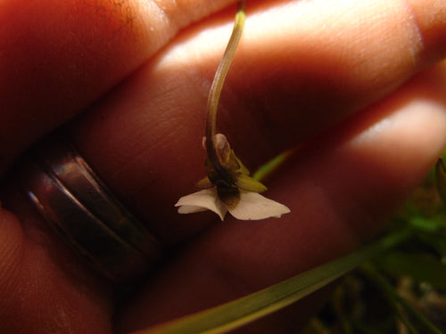 Viole del pensiero — Bild 5