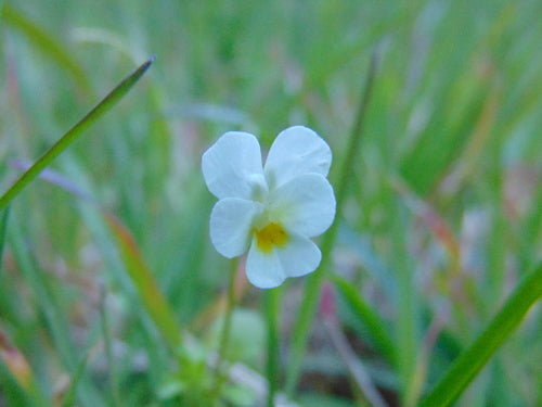 Viole del pensiero — Bild 4