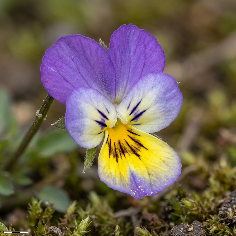 Viole del pensiero