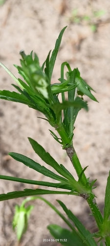 Viole del pensiero — Bild 3
