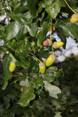 Quercia inglese — Bild 4