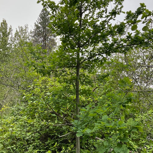 Quercia inglese — Bild 5