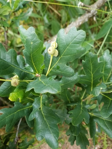 Quercia inglese — Bild 2