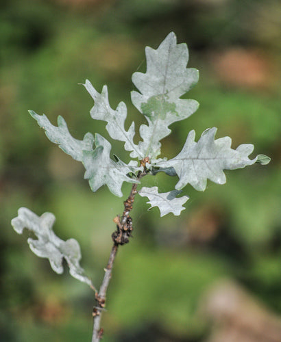 Quercia inglese — Bild 3