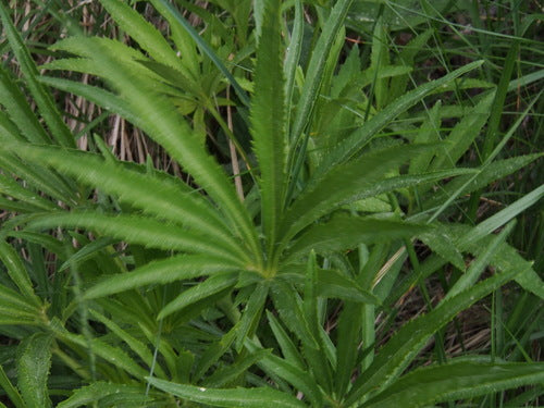 Elleboro puzzolente — foto 3 di 10