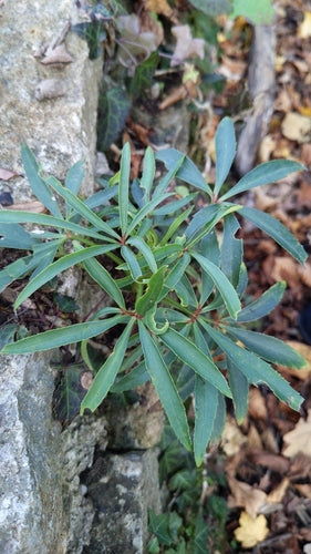 Elleboro puzzolente — Bild 3