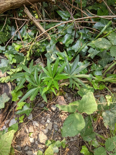 Elleboro puzzolente — Bild 2