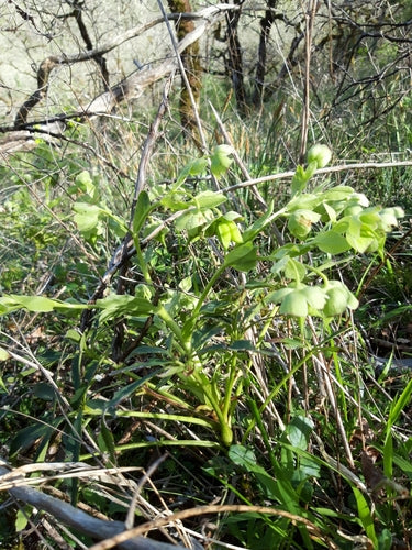 Elleboro puzzolente — Bild 4