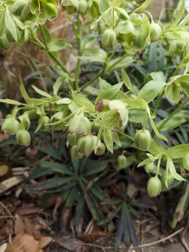 Elleboro puzzolente — Bild 5