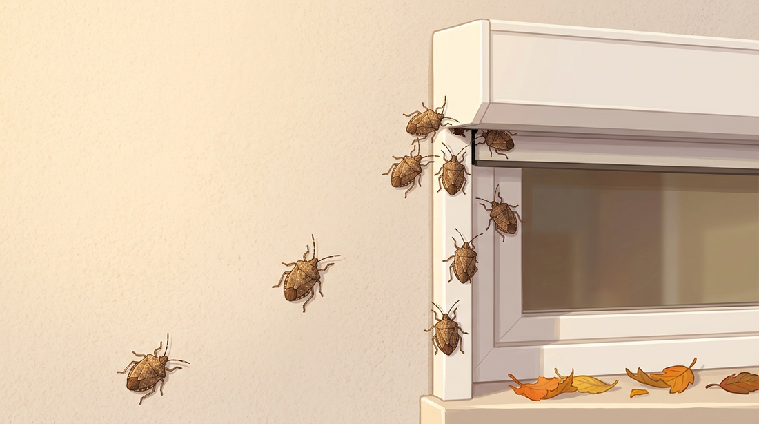 Facciata soleggiata della casa con finestra e cassonetto avvolgibile su cui in autunno si raccolgono diverse cimici marmorate