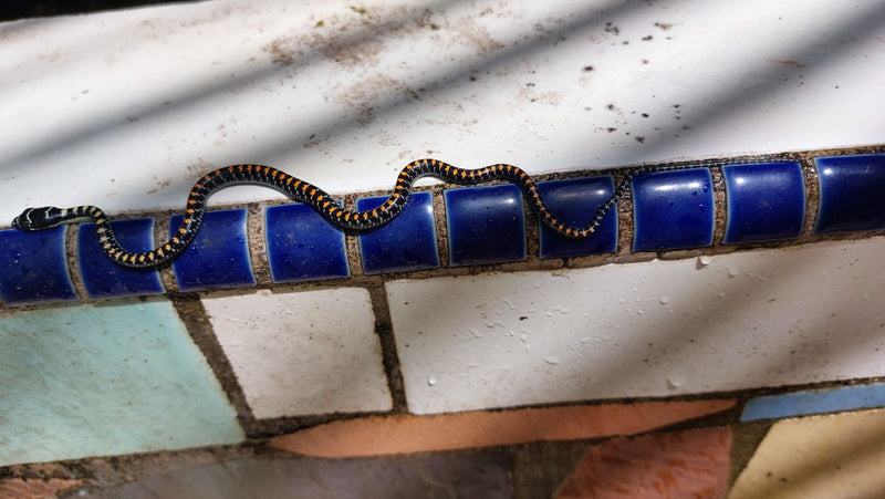 Serpente marrone orientale — Bild 1