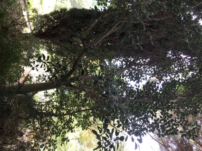 Östlicher Erdbeerbaum — foto 1 di 4