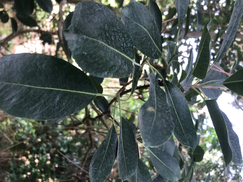 Östlicher Erdbeerbaum — foto 3 di 4