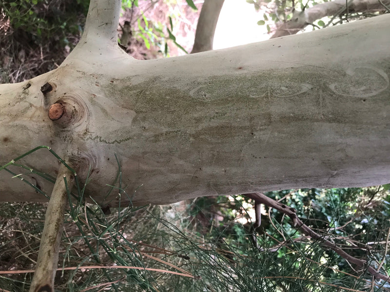 Östlicher Erdbeerbaum — foto 4 di 4