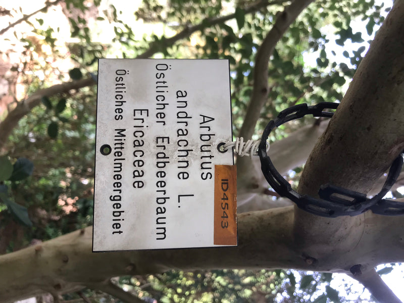 Östlicher Erdbeerbaum — foto 2 di 4