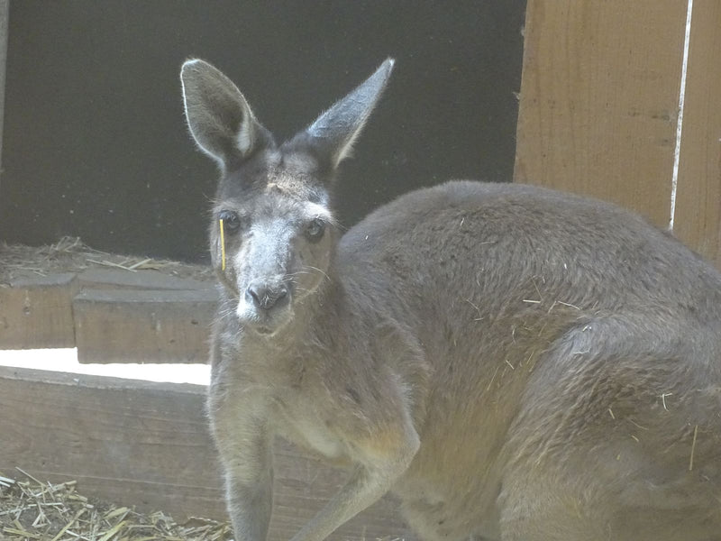 Canguro grigio orientale — Bild 1