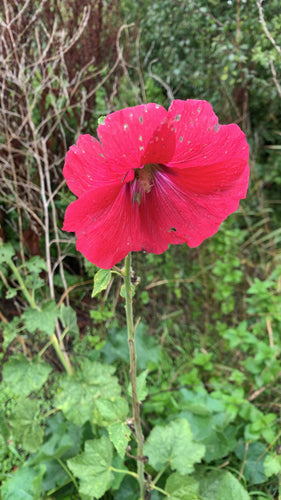Malvarose — Bild 5