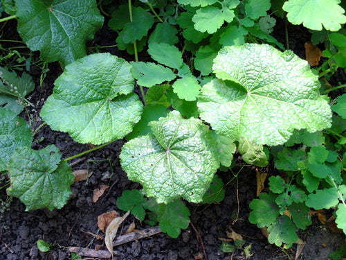 Malvarose — Bild 3