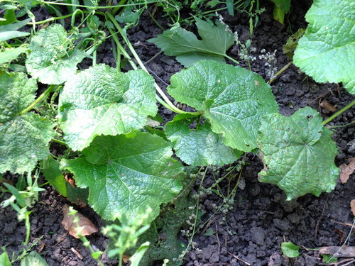 Malvarose — Bild 2