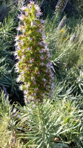 Orgoglio di Madeira — Bild 3