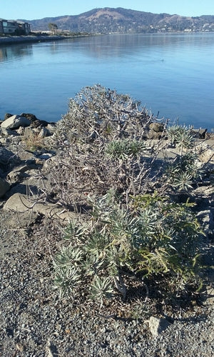 Orgoglio di Madeira — Bild 5